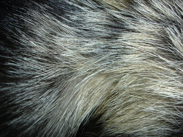 Волчья шерсть