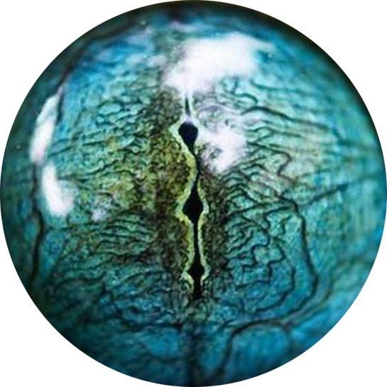 Глаз змеи текстура