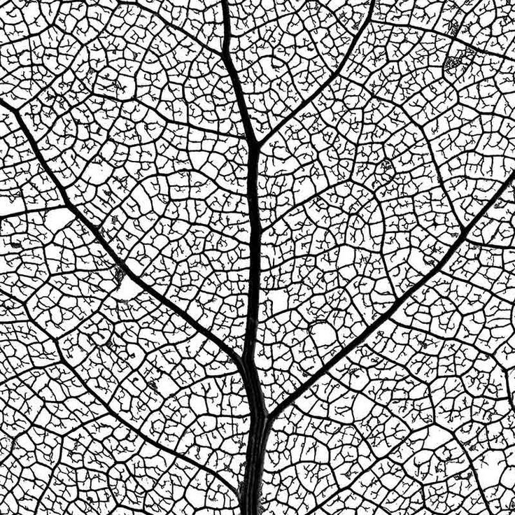 Лист с прожилками