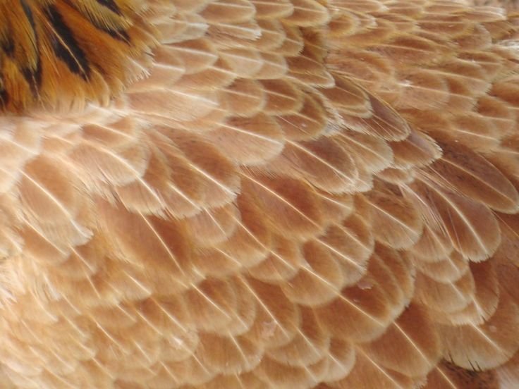 Перья текстура