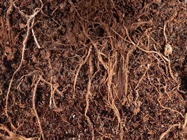 Текстура земли с корнями