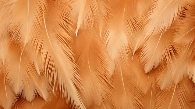 перьев курицы