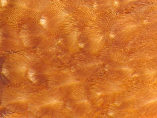 Куриные перья текстура