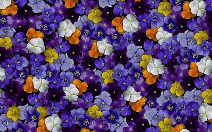 Анютины глазки синие