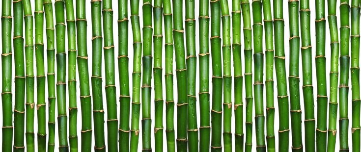 Бамбук Широшима