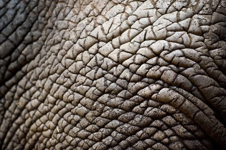 Кожа динозавра
