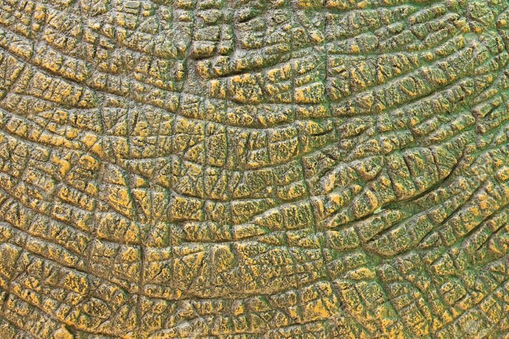 Кожа динозавра текстура