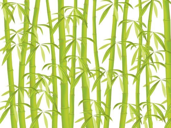 Японский бамбук Мадаке