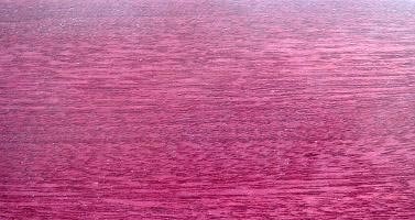 Амарант дерево