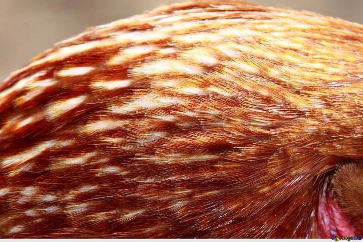 Перо курицы