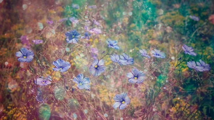 Полевые цветы фон