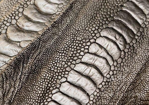 Кожа динозавра