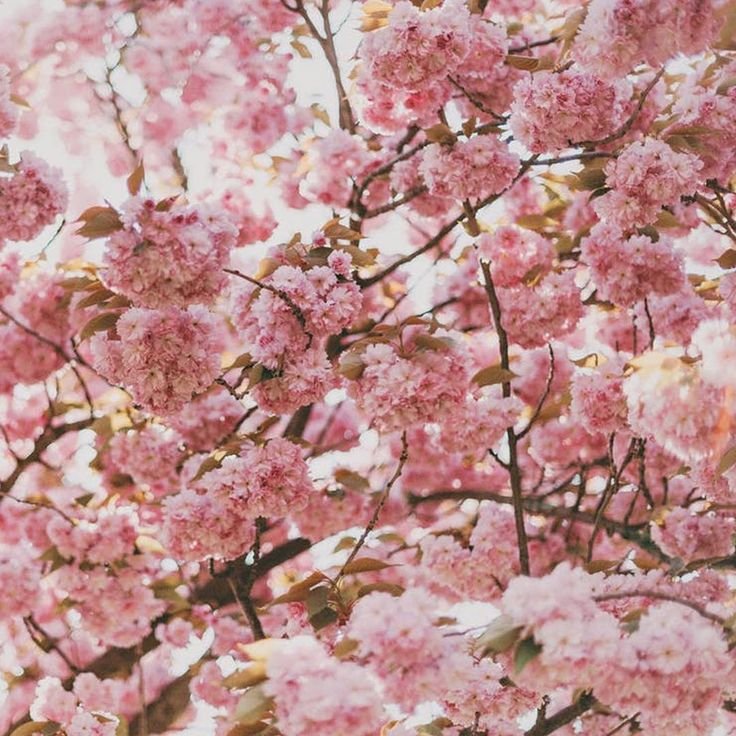 Черри блоссом