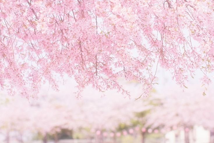 Розовый фон Сакура