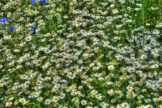 Ромашковое поле сверху