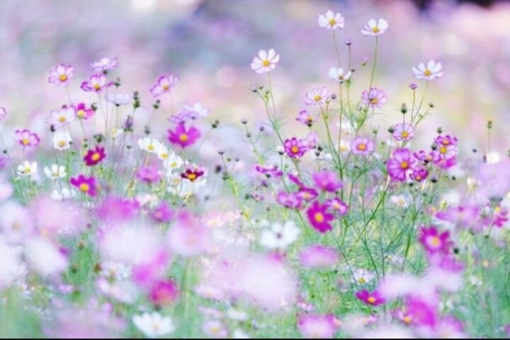 Поле цветы космея