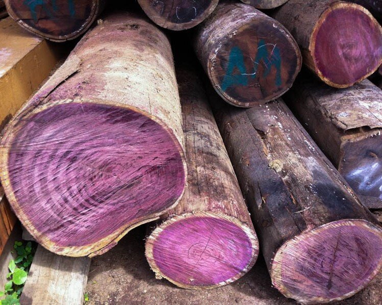 Амарант древесина