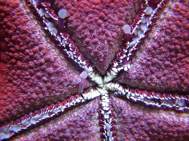 Морская звезда Макросъемка