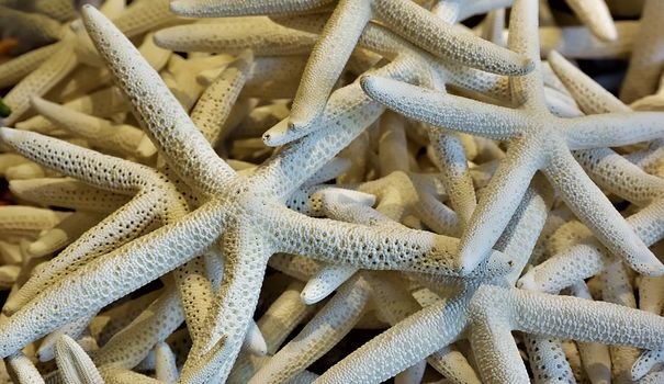 Текстура морской звезды