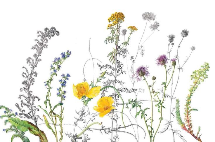 Разнотравье медоносы