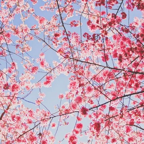 Черри блоссом Эстетика