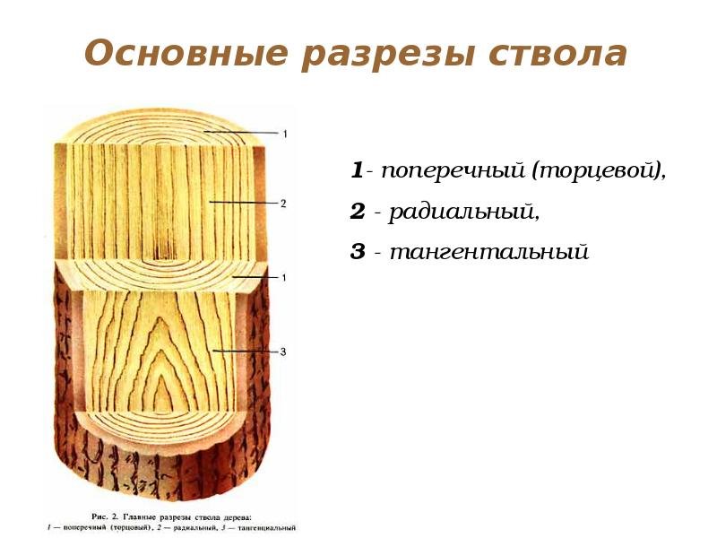 Поперечный радиальный тангентальный разрез древесины