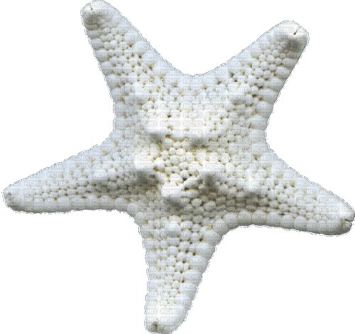 Белая морская звезда