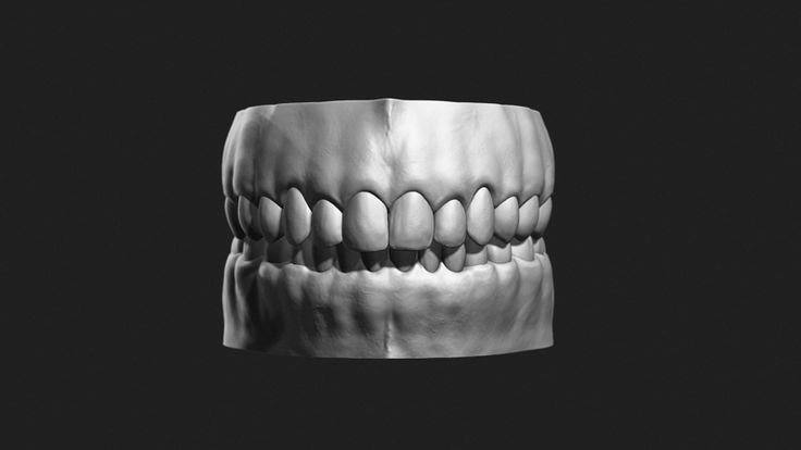 Модель челюсти