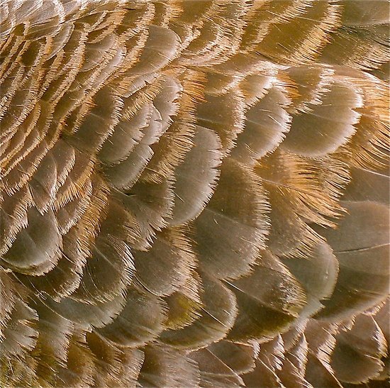 Перья текстура