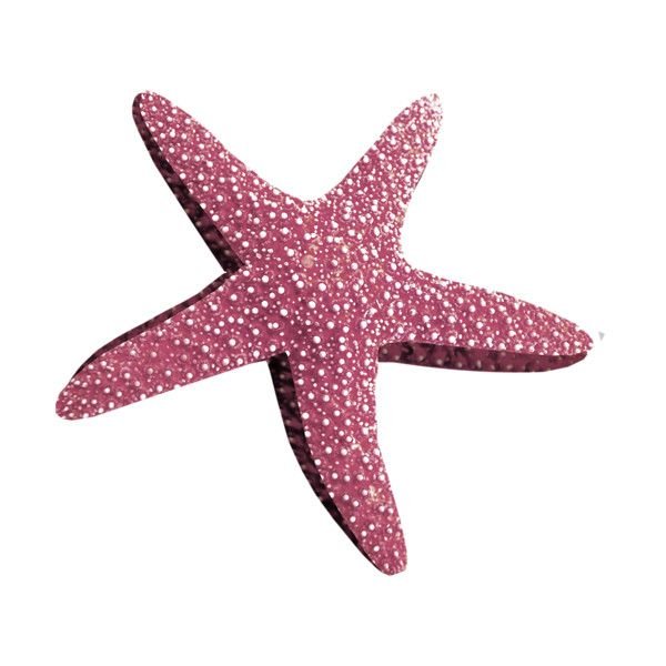 Морская звезда на белом фоне