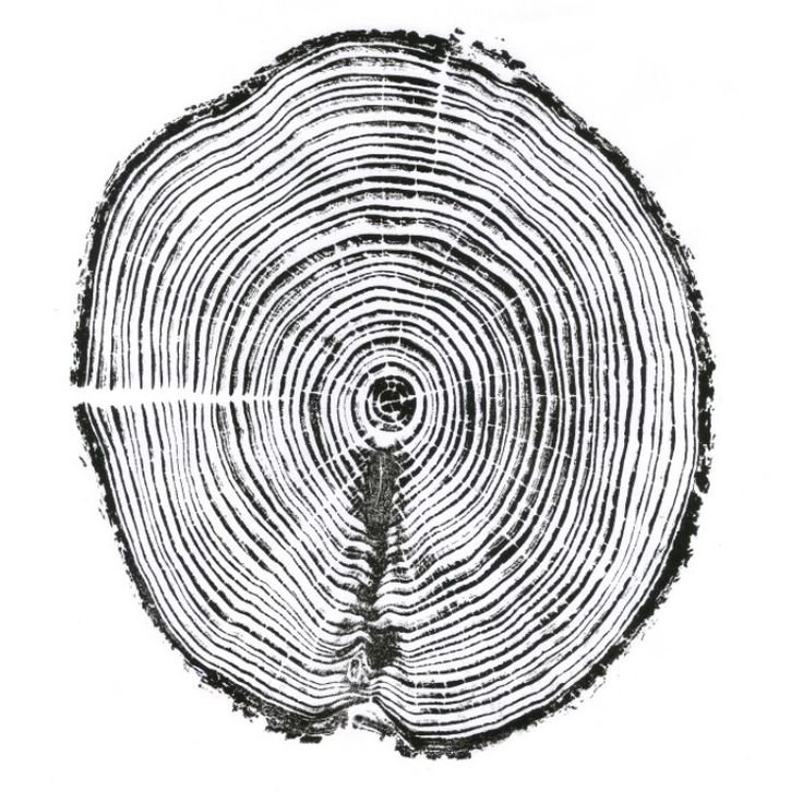 Срез дерева текстура