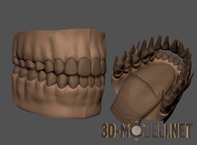 Зубы верхней челюсти моделировка