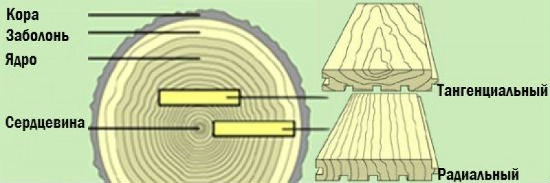 Тангенциальный радиальный и поперечный срез