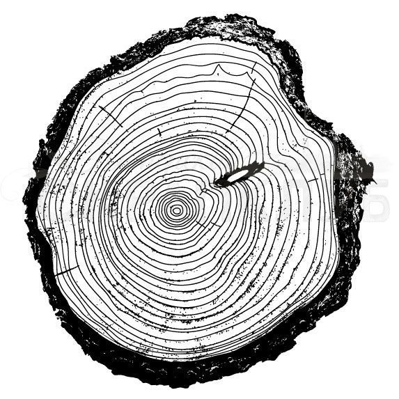 Спил дерева