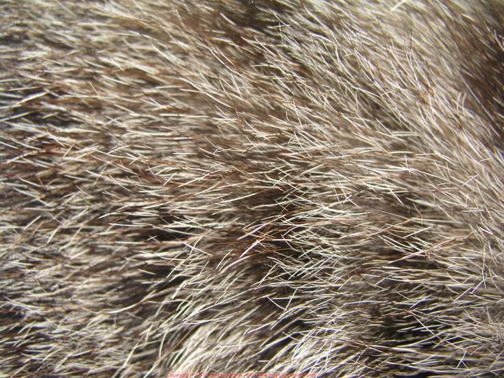 Шерсть зверей