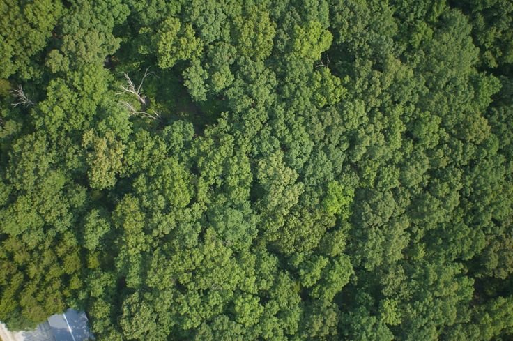 Деревья сверху