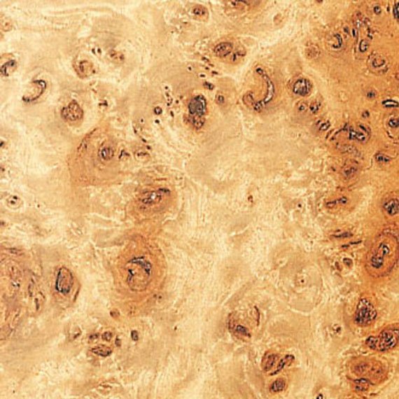 Корень тополя шпон