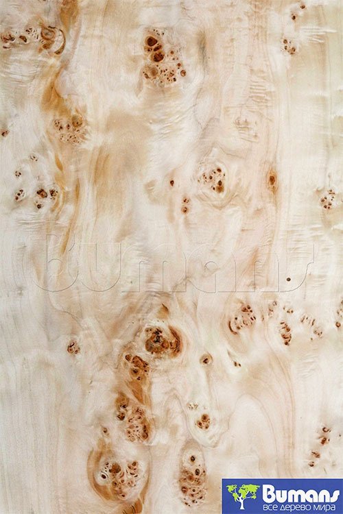 Шпон капового тополя