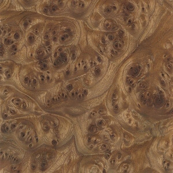 Шпон Ильм корень