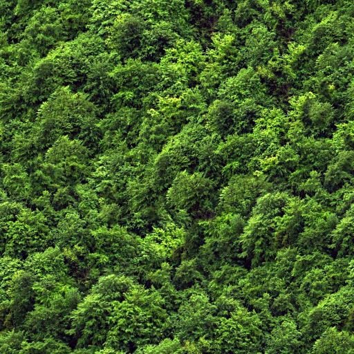 Лес вид сверху