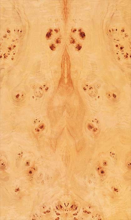 Корень тополя шпон