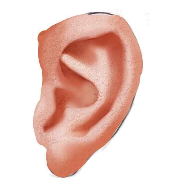 Ухо для фотошопа