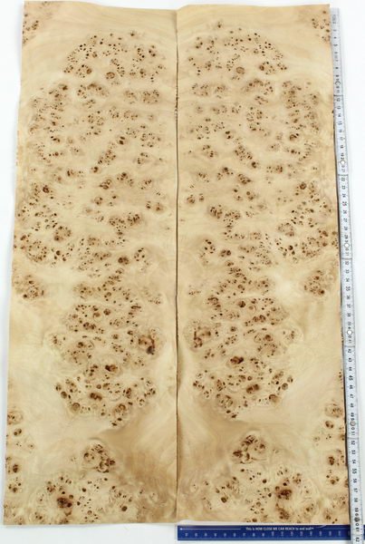 Корень тополя