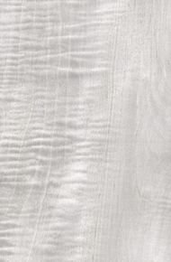 Клен сикамора шпон