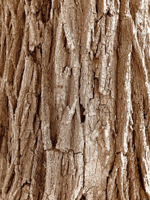 Акация дерево кора