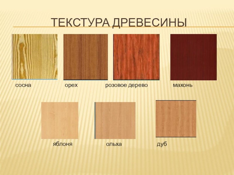 Ольха структура дерева