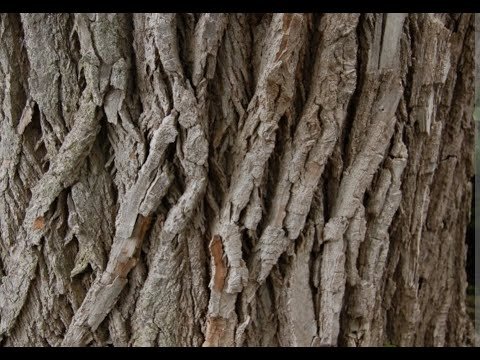 Ясень пенсильванский кора