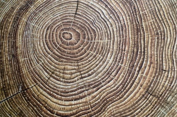 Срез дерева