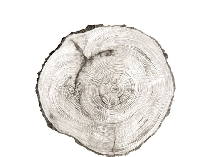 Срез дерева