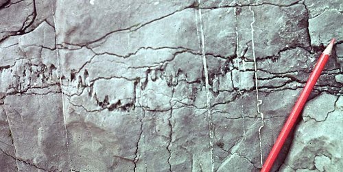 Стилолитовые швы